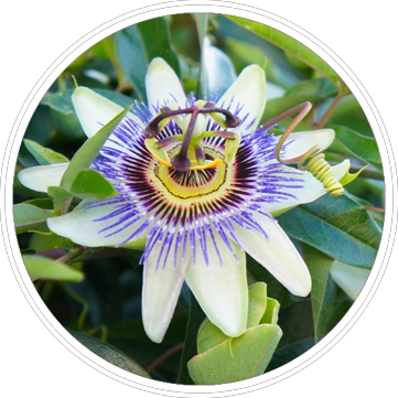 Passionflower Extract